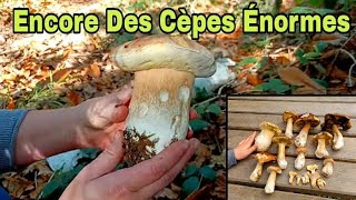 Encore Des Cèpes De Dingue !!!!