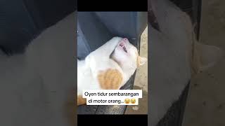 Kelakuan si oyen bikin gemes #cat #catlover #kucing #kucinglucu #shorts #kucingbicara