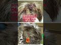 Mange in Dogs - before & after treatment !