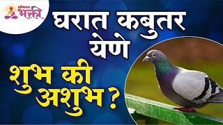 घरामध्ये कबुतर येणे शुभ की अशुभ आहे?Is it good or bad to have pigeon in the house?Pigeon Information