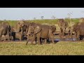 11 elephants