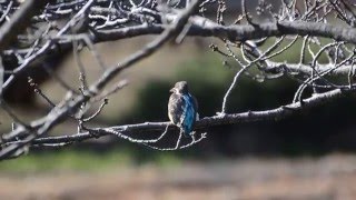 馬場花木園にカワセミ