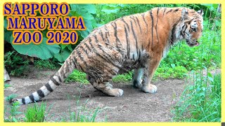 散歩中 🐾以前と同じ場所に おしっこ アムールトラのアイ - 円山動物園2020