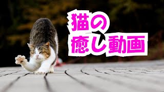 【癒し動画】野良猫の毛づくろいをじっくりと観察してみた