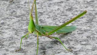 【Zoom UP】ショウリョウバッタ（精霊蝗虫） Acrida cinerea 2019.8.10