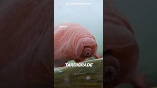 100 Years Without Water? The Secret of Tardigrade | 100 साल बिना पानी के ! 🤯