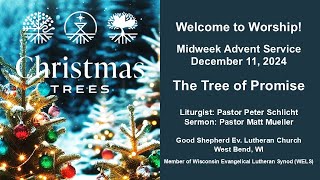 Midweek Advent: The Tree of Promise