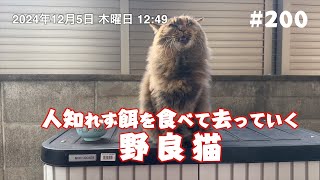 人知れず餌を食べて去っていく野良猫 #200