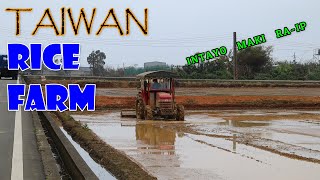 TAIWAN RICE FARM