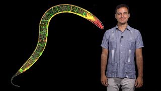 Daniel Colon-Ramos (Yale/HHMI) 1: Cell biology of the synapse and behavior in C. elegans