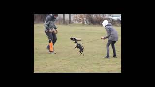 Miniature pinscher,defensive training