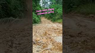 detik detik menegangkan ketika kijang menabrak jaring #berburukijang #shortvideo #anjingpemburu