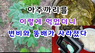 쭈글쭈글 주름진 피부를 20대처럼 탱탱하게 만들어 주고 빠진 머리털을 다시 자라게 하거나 윤기있게 해주는 약초