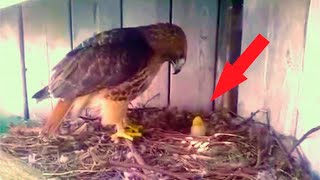 A farmer put a chicken egg into an eagle nest. This is how things turned out for the chick