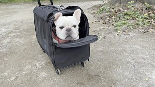 犬用キャリーバッグデビューでブチギレる犬ｗｗｗ【フレンチブルドッグ frenchbulldog】