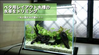 【アクアリウム】ベタ用レイアウト水槽のトリミング