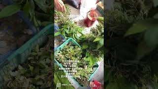 艾草+榕樹葉，明天記得掛上