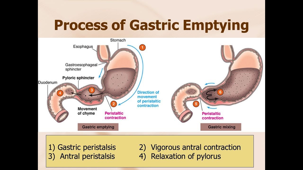 Gastric Peristalsis - YouTube