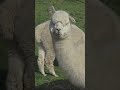 adorable white and fluffy llamas a delightful encounter