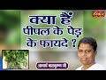 क्या हैं पीपल के पेड़ के फायदे ? ~ Peepal Ke Fayde ~ Acharya Balkrishna Ji Ke Nuskhe ! Sanskar TV
