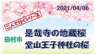 二人で行くシリーズ～「是哉寺の地蔵桜」と「堂山王子神社の枝垂れ桜」