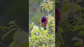 Orchard Oriole Bird Serenade: Mesmerizing Songbird Melodies #shorts