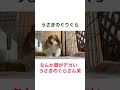 【うさぎのぐりぐら】なんか顔がでかいウサギ♡♡ うさぎのぐりぐら うさぎ 動物 ロップイヤー みみたれ うさぎのいる暮らし 寝る 小動物 animal rabbit 토끼