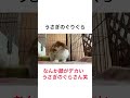 【うさぎのぐりぐら】なんか顔がでかいウサギ♡♡ うさぎのぐりぐら うさぎ 動物 ロップイヤー みみたれ うさぎのいる暮らし 寝る 小動物 animal rabbit 토끼