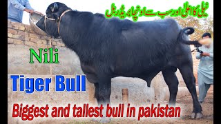 Biggest nili breeder bull in Pakistan |Tiger one bull | pure nili bull