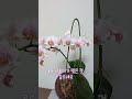 호접란 팔레놉시스 phalaenopsis moth orchid shorts