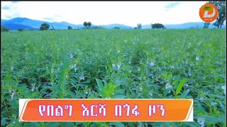 በዘንድሮ የበልግ እርሻ 9 ሺህ 800 ሄክታር ማሳ በሰሊጥ ለመሸፈን ታቅዶ እየተሰራ መሆኑን በጎፋ ዞን የመሎኮዛ ወረዳ ግብርና ጽ/ቤት አስታወቀ