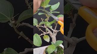 #Pruning banyan bonsai #Bot bonsai #Ficus Banglensis bonsai #Bonsai#Plant #Tree#Art bangla bonsai