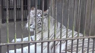 2019.4.20 宇都宮動物園☆ホワイトタイガーのアース王子＆シラナミ姫_03