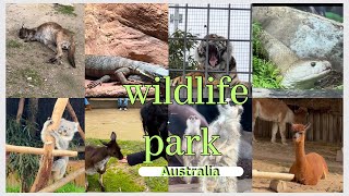 නිදහසේ ඇවිදින සත්තු බලමු|Free roaming Animals | Australia