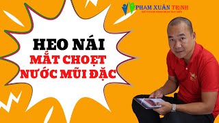 Điều trị heo nái mắt choẹt, nước mũi đặc cùng bác sĩ thú y Phạm Xuân Trịnh