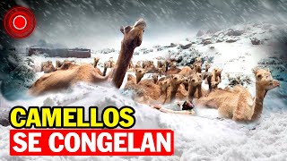 Impacta al Mundo, Mira como camellos se congelan bajo la nieve