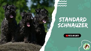 The Standard Schnauzer - A Loyal Dog That's Loyal to You