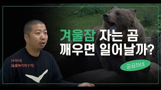 [궁곰하네] 겨울잠 자는 곰 깨우면 일어날까?