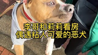 李哥和莉莉看房 偶遇粘人可爱的恶犬