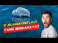 Portuguese Man o'War | Si Jelangkung Laut yang Berbahaya‼️