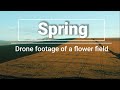 Spring - Drone footage of a flower field