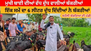 ਮੁਖੀ ਦੀ ਹਰ ਬੱਕਰੀ 6 ਲੀਟਰ ਦੁੱਧ ਵਾਲੀ ਆ । sahuli bakra mandi goats | goat #goat  #goats