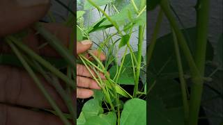 தண்டுல நிறைய முள் இருக்கு #garden #gardening #nature #shorts #short #shortsfeed #shortvideo