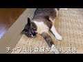 クジャクの羽のおもちゃを買ってあげました❣️ ねこ ネコ 猫 ぽっちゃり猫 キジトラ 猫と生活