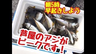 アジ、チヌ、サヨリ爆釣モード！南芦屋浜の釣りが最高潮！fishingmax芦屋