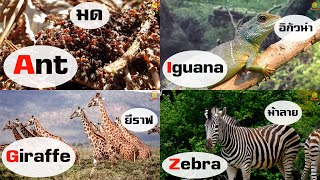 คำศัพท์ภาษาอังกฤษ A-Z สัตว์ตัวจริง ตัวเป็นๆ | ABC Alphabet Vocabulary Animals