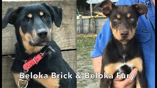 Beloka Brick and Fury going to Uruguay