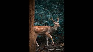 Deer ! , #kansu@vita #birds# animals