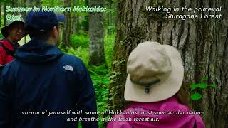 Walking in the primeval Shirogane Forest (Summer in Northern Hokkaido: Biei)