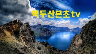 종급 산삼/나무 아래의 산삼 채심